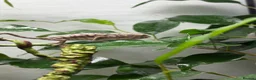 Chameleon reptiles for sale: Panther chameleons  - Advert 7