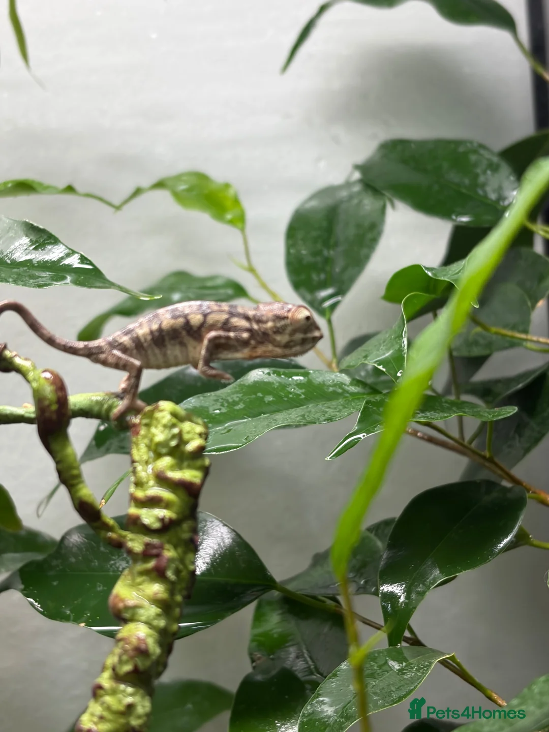 Chameleon reptiles for sale: Panther chameleons  - Advert 7