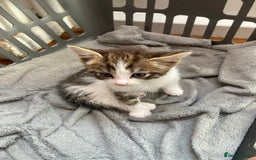 Mixed Breed cats for sale: Sweet Kittens  - Image 2