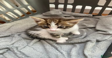 Mixed Breed cats - Advert 6