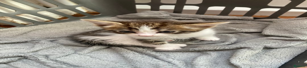 Mixed Breed Kitten 3