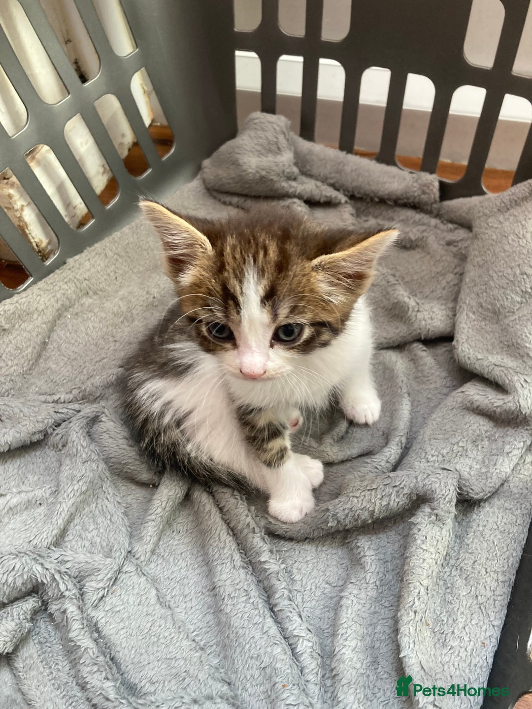 Mixed Breed cats for sale: Sweet Kittens  - Image 2