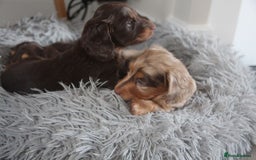 Miniature Dachshund dogs for sale: Exceptional quality long haired mini dachshunds - Image 4