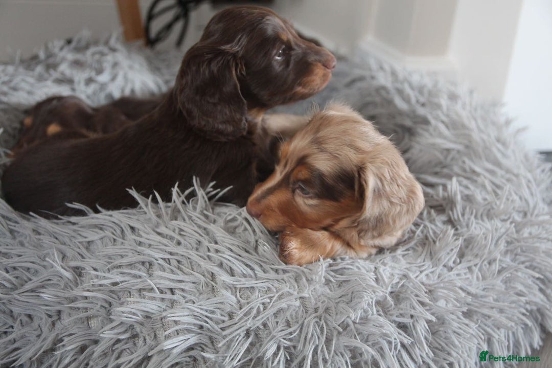 Miniature Dachshund dogs for sale: Exceptional quality long haired mini dachshunds - Image 4