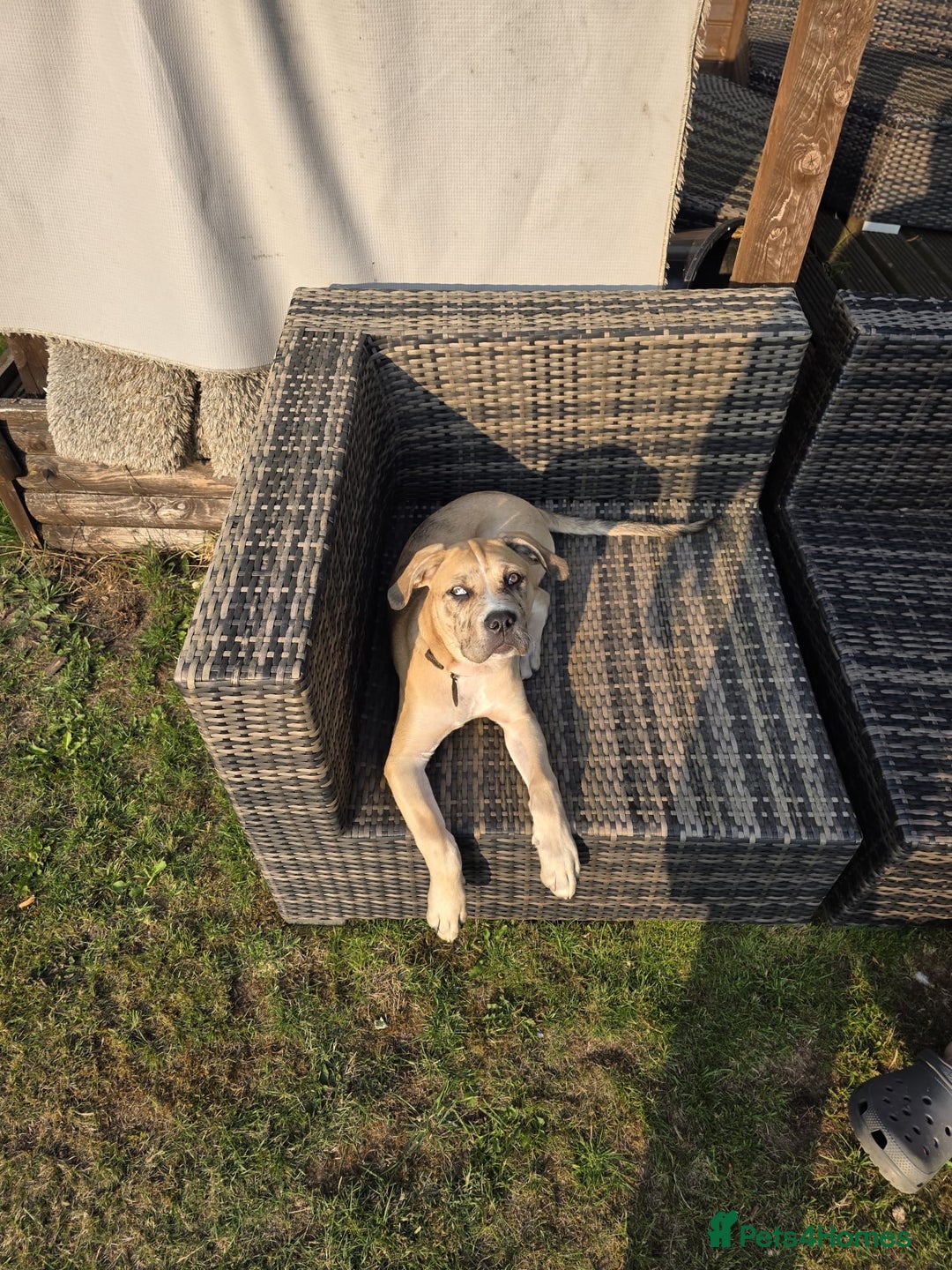 Cane Corso dogs for sale: Trained Cane Corso, Odin. - Image 4