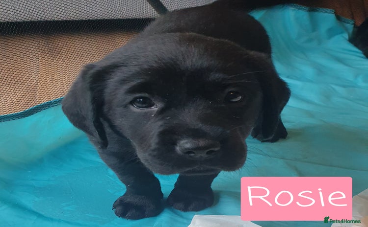 Labrador Retriever dogs - Advert 14