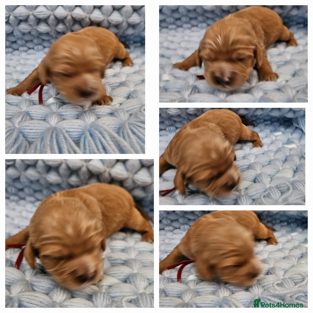 Toy Poodle dogs for stud:  stud toy poodle, KC reg and DNA tested and clear in Gloucester - Advert 24