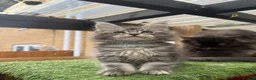 Maine Coon cats for sale: Blue smoke kittens from champion blood line - Advert 8