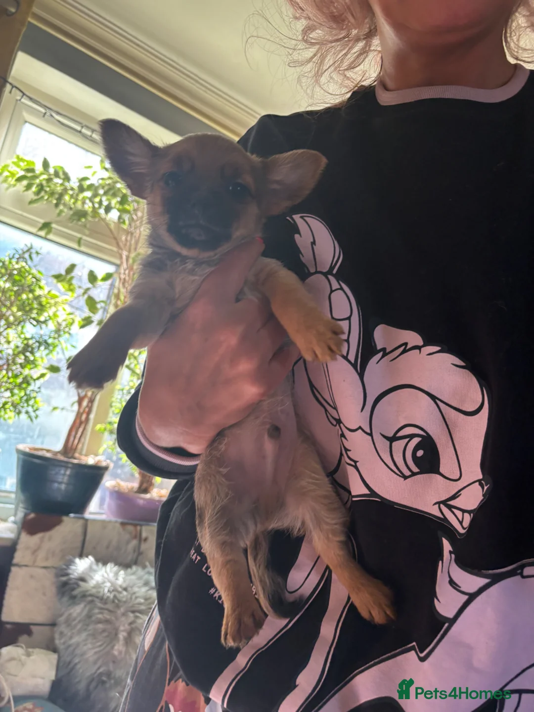 Mixed Breed dogs for sale: Last 1 boy left tiny Pomeranian Yorkies puppies - Advert 1