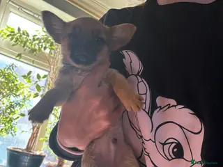 Mixed Breed dogs Last 2 left tiny Pomeranian Yorkies puppies 9 week - Advert 11