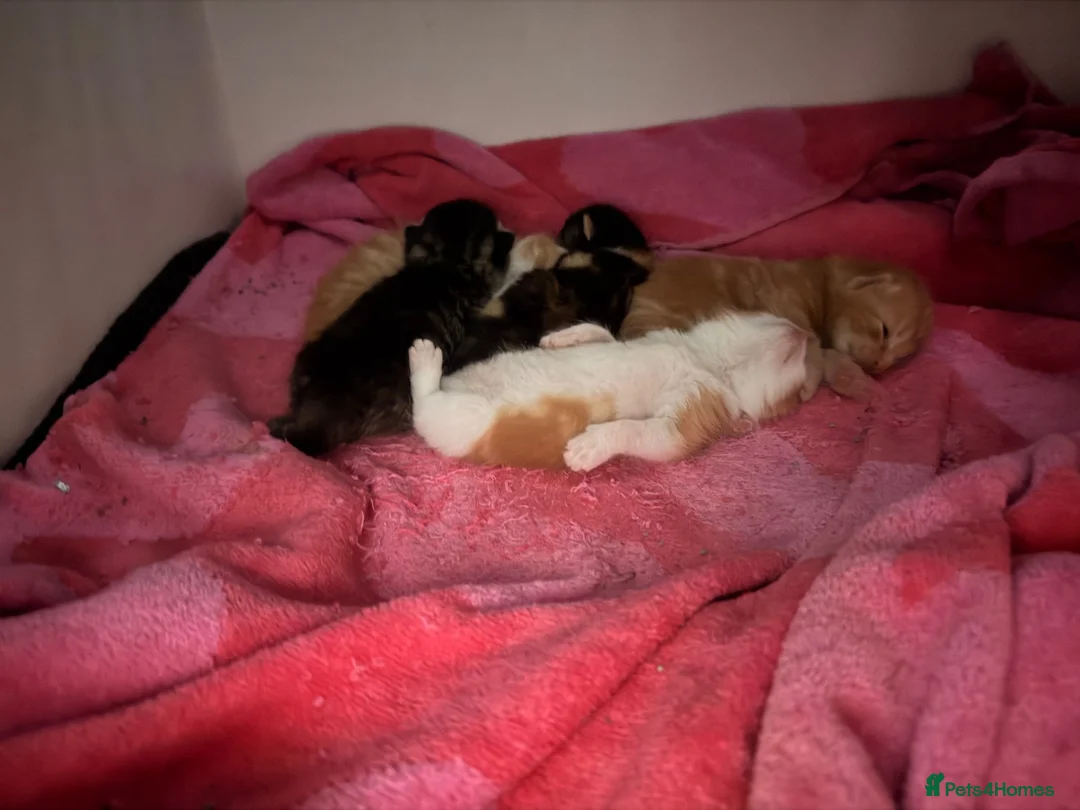 Mixed Breed cats for sale: Gorgeous litter of kittens  - Advert 10