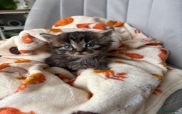 Mixed Breed cats for sale: 4 playful and funny kittens - Advert 8