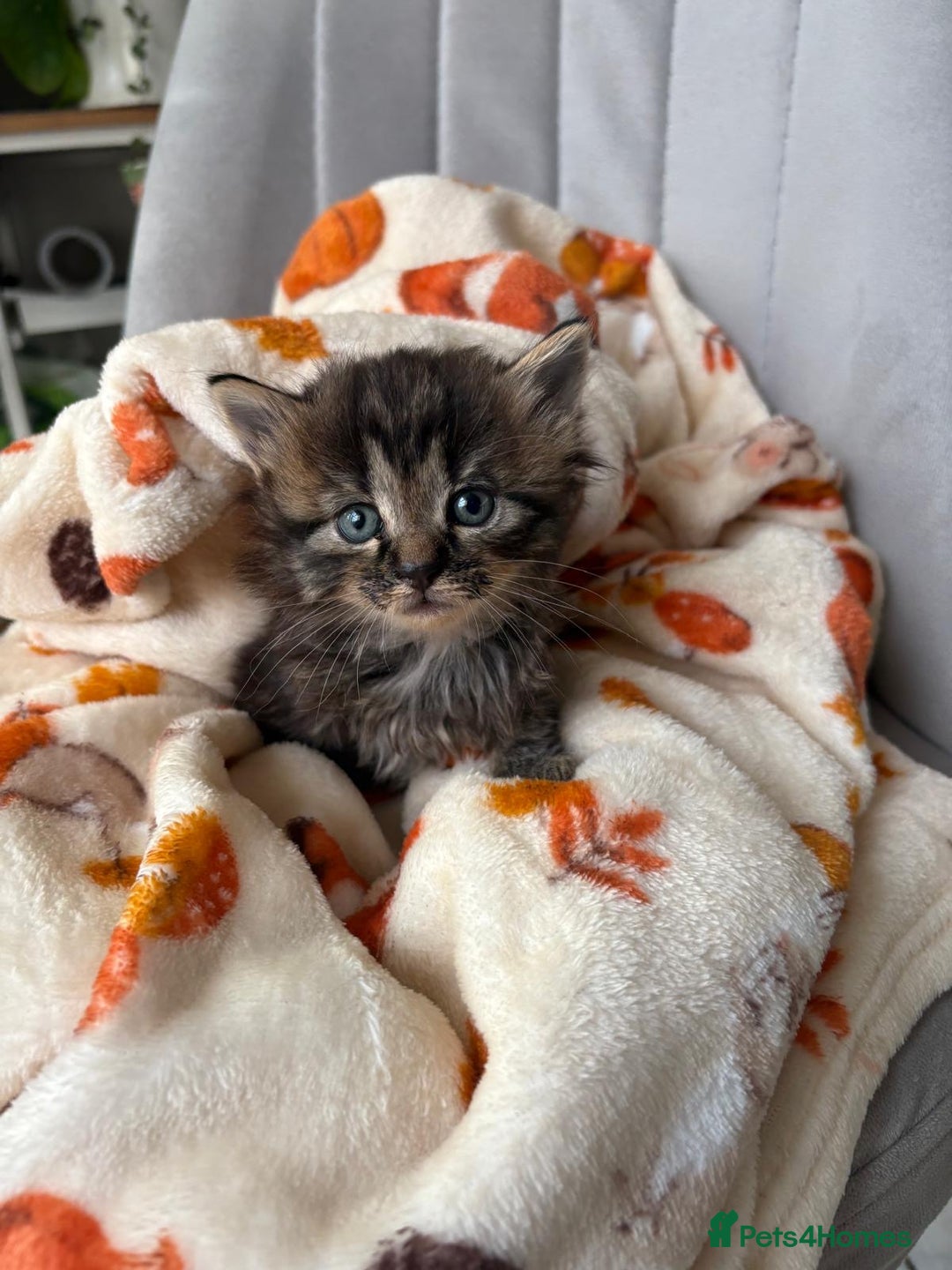 Mixed Breed cats for sale: 4 playful and funny kittens - Advert 8