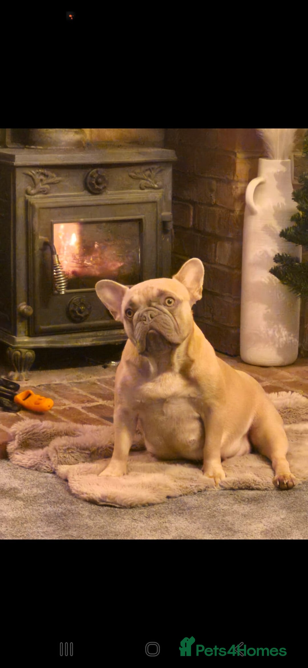 French Bulldog dogs for sale: French Bulldogs  - Advert 1