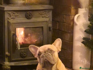 French Bulldog dogs French Bulldogs - Advert 1