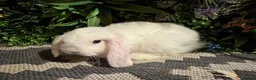 Mini Lop rabbits for sale: 🐰Pure breed mini lops ready to go 🐰 - Advert 15