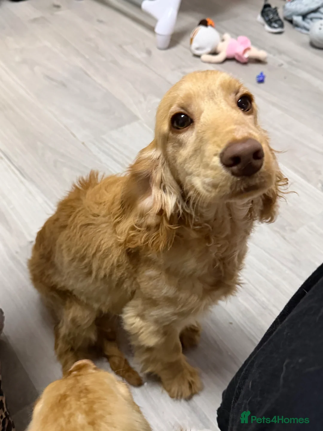 Cocker Spaniel dogs for sale: Cocker spaniel  in Barrow-in-Furness - Advert 4