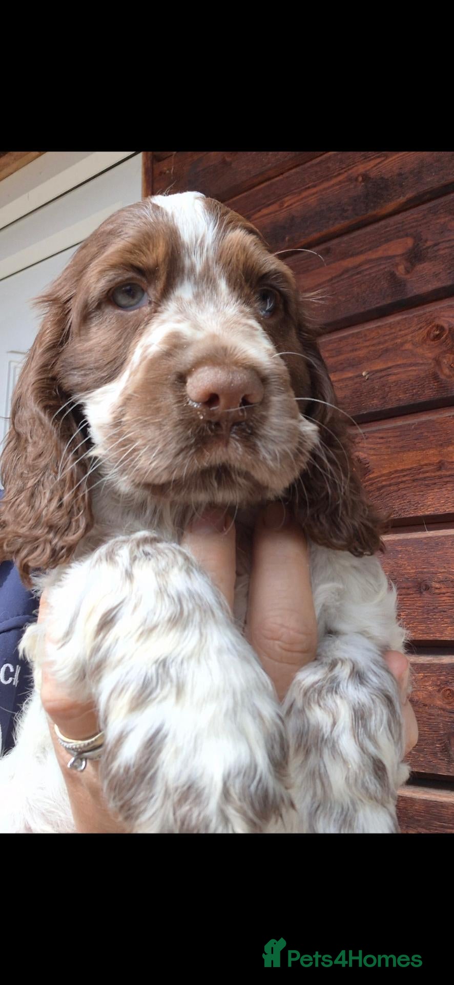 Cocker Spaniel dogs Show type cocker spaniel puppies  - Advert 16