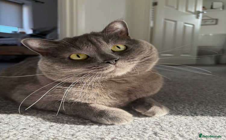 British Shorthair cats - Advert 2