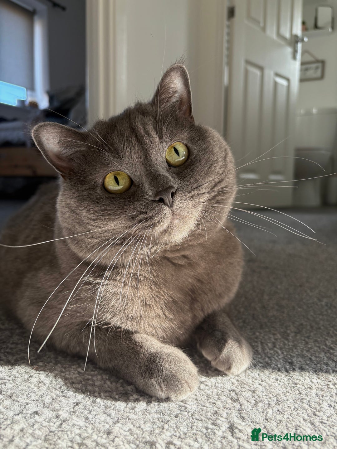 British Shorthair cats for sale: 2 year old male Rag doll x British short hair  - Image 1
