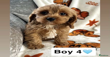 Cavapoo dogs - Advert 11