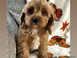 Cavapoo dogs - Advert 1
