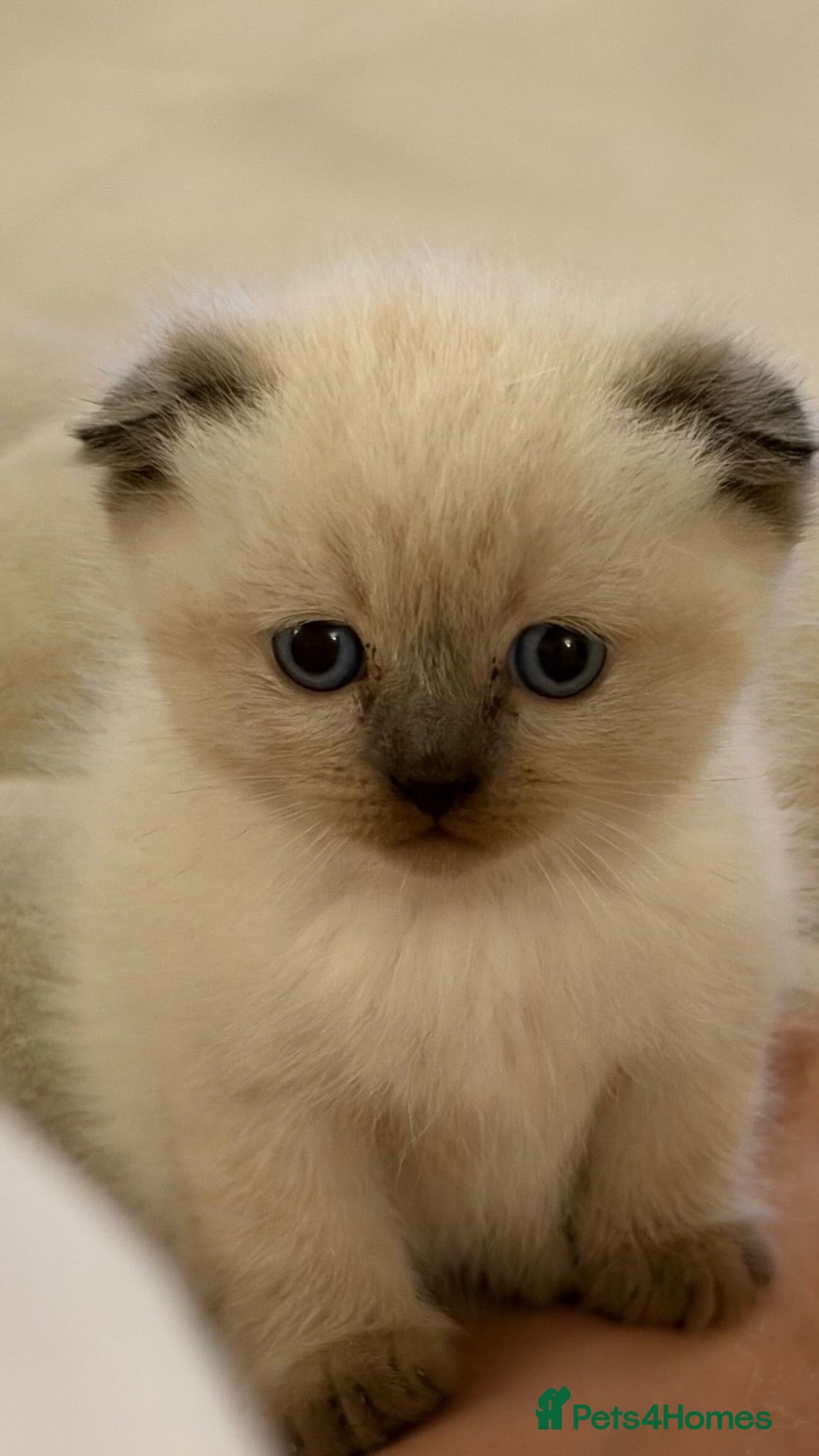 Mixed Breed cats for sale: Scottish fold x Ragdoll Kitten for sale - Advert 21