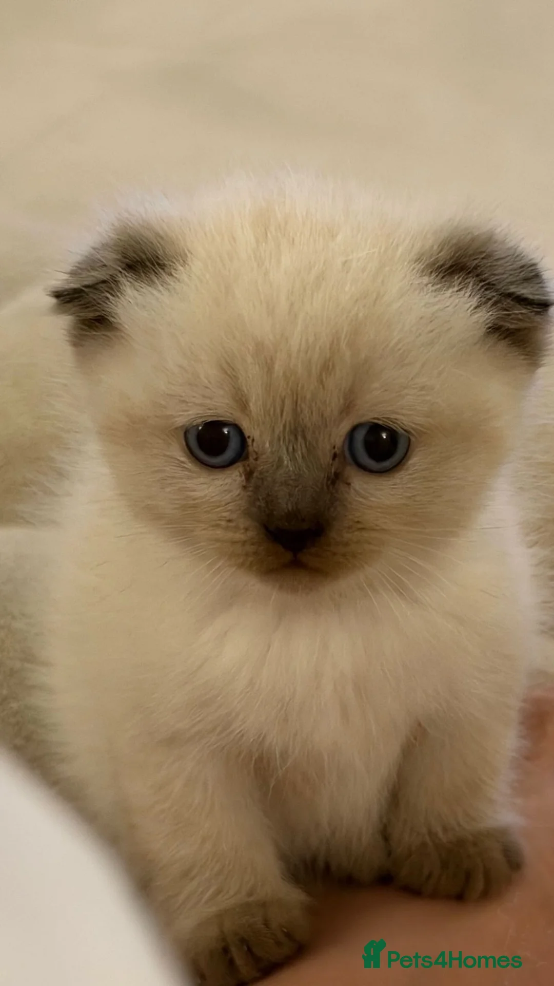 Mixed Breed cats for sale: Scottish fold x Ragdoll Kitten for sale in Halesowen - Advert 1