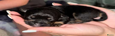 Mixed Breed 3