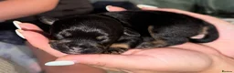 Mixed Breed dogs for sale: F1 Floodle puppies  in Letchworth Garden City - Advert 5