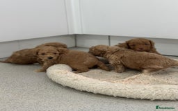 Toy Poodle dogs for sale: Tiny toy poodle boys  - Advert 3