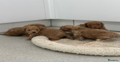 Toy Poodle dogs Tiny toy poodle boys  - Advert 6