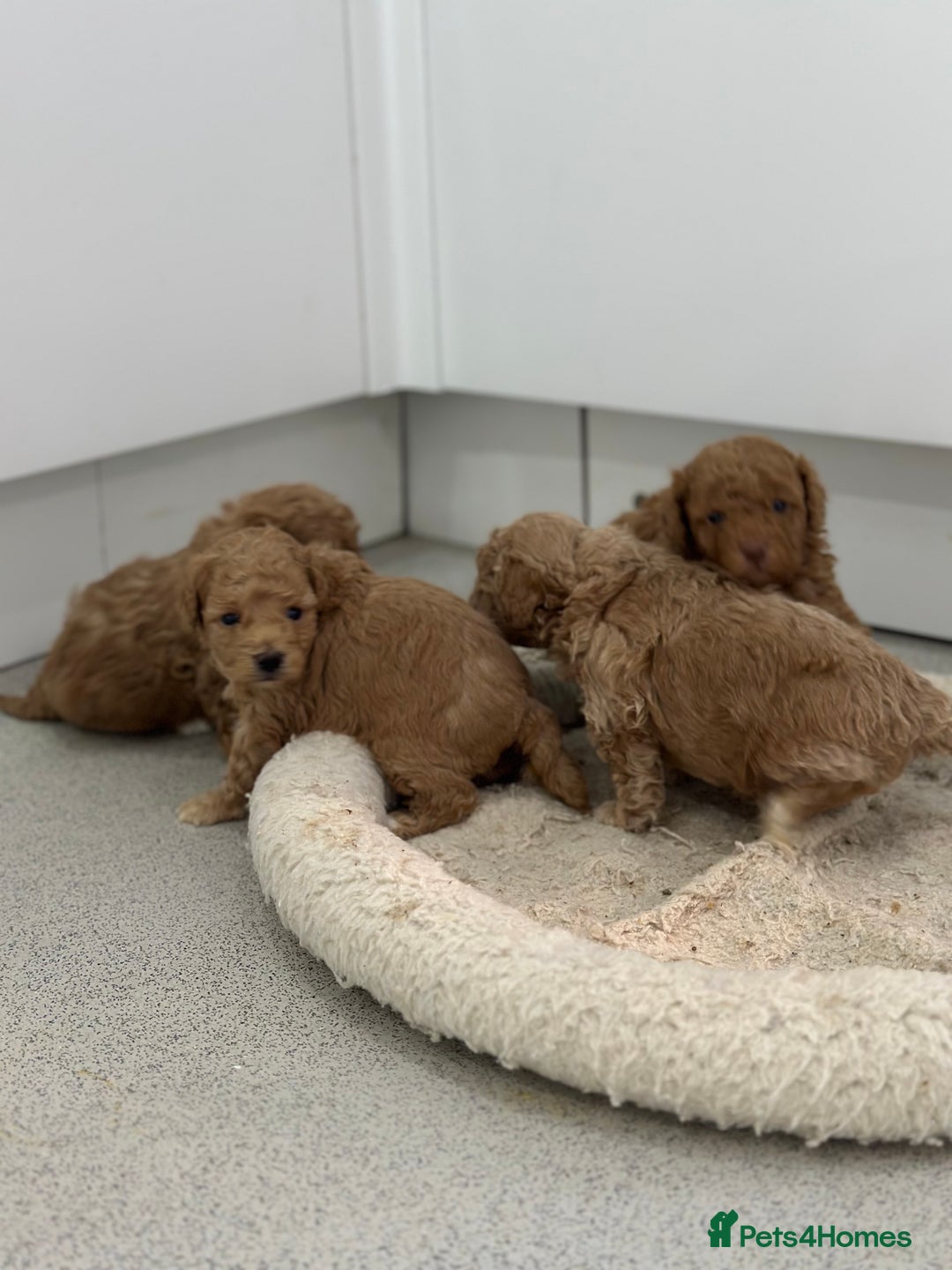 Toy Poodle dogs for sale: Tiny toy poodle boys  - Advert 3