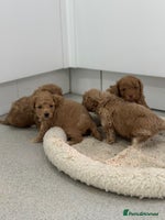 Toy Poodle dogs Tiny toy poodle boys - Advert 6