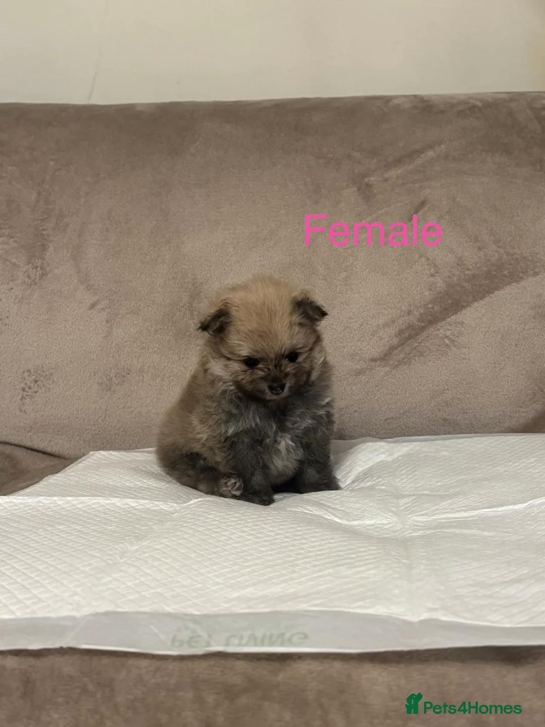 Pomeranian dogs for sale: 🐾Fluffy Little Pomeranians for sale🐾 - Advert 10