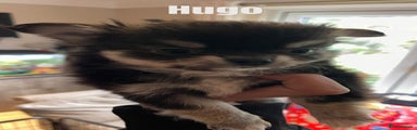 Hugo