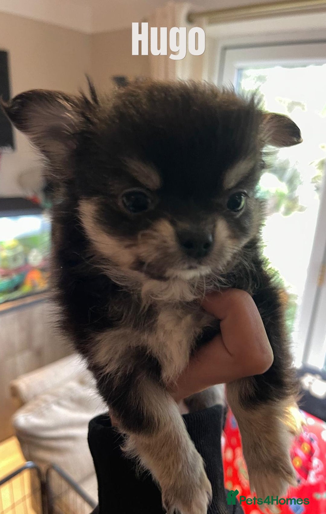 Chihuahua dogs for sale: CHIHUAHUA PUPPIES, 5 boys  - Advert 4