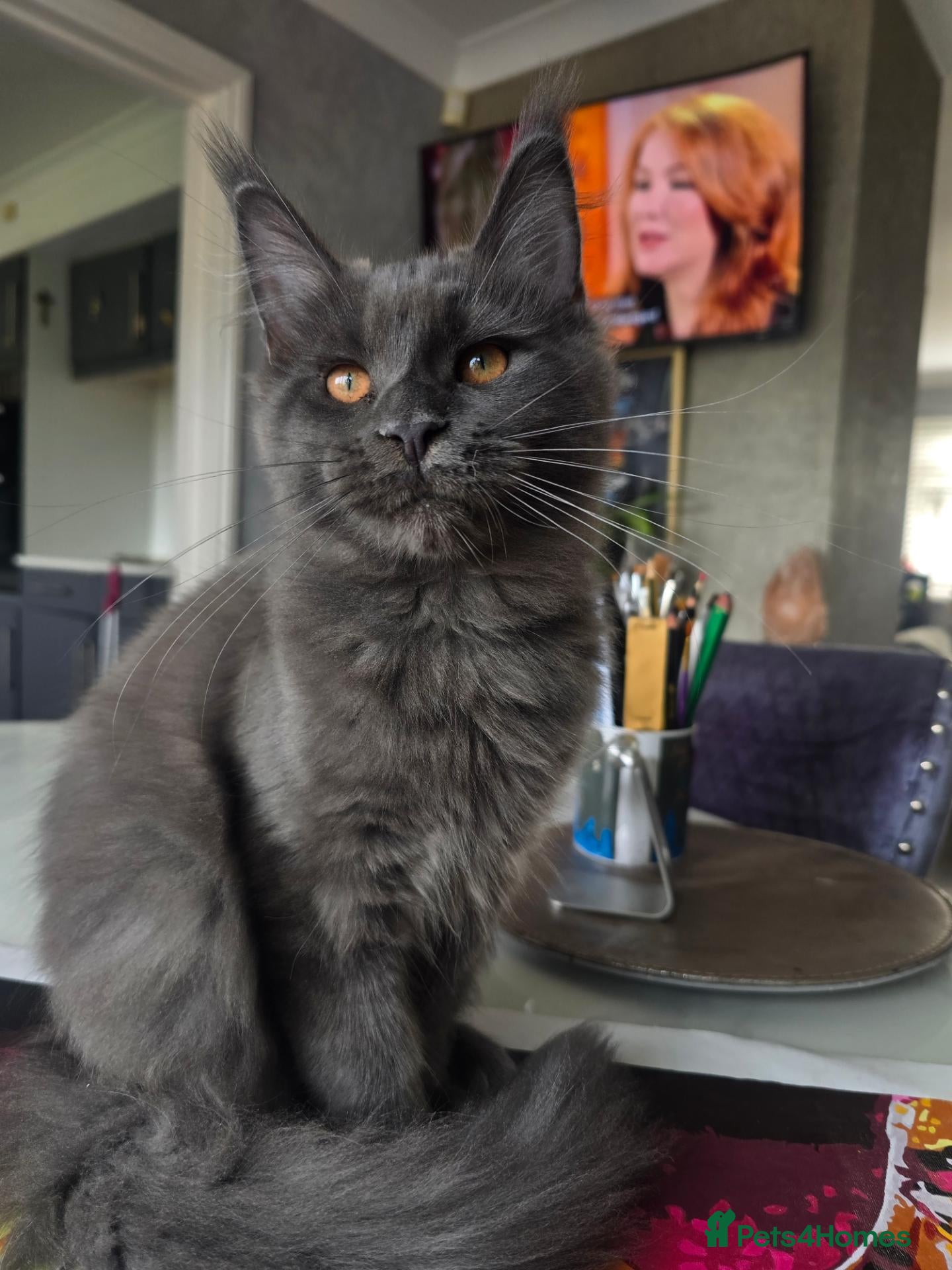 Maine Coon cats Blue Maine Coon kitty TICA registered  - Advert 1