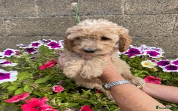 Cockapoo dogs for sale: QUALITY SMALL COCKERPOOS. - Image 6