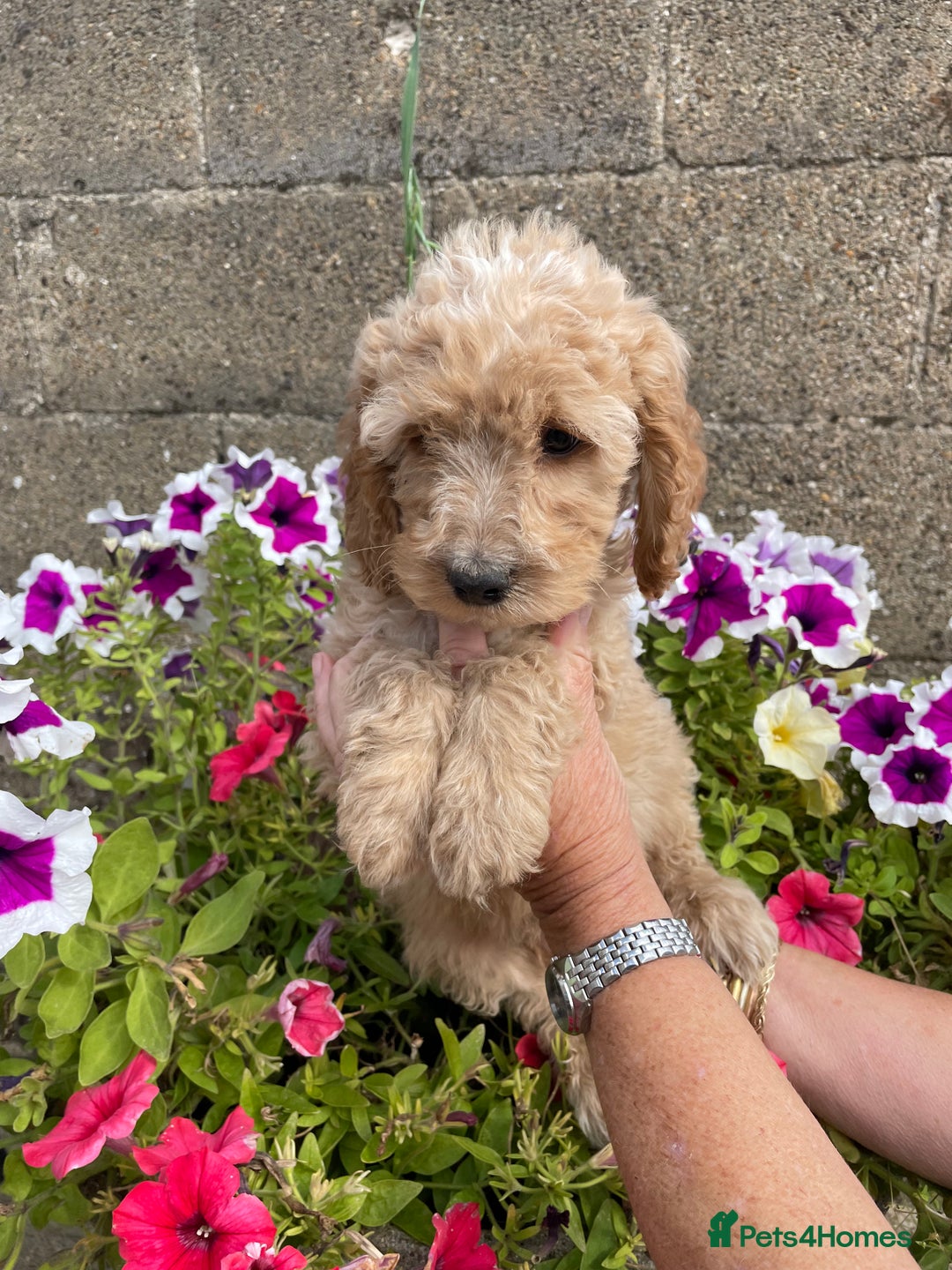 Cockapoo dogs for sale: QUALITY SMALL COCKERPOOS. - Image 6