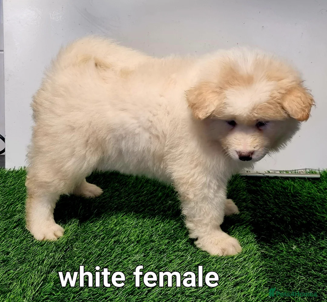 Akita dogs for sale: Akita pups - Advert 12