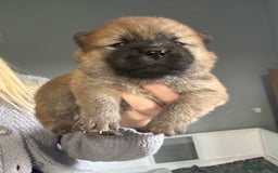 Chow Chow dogs for sale: 3 Stunning chow chow for sale  - Image 8
