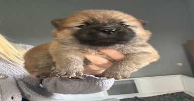 Chow Chow dogs - Advert 6