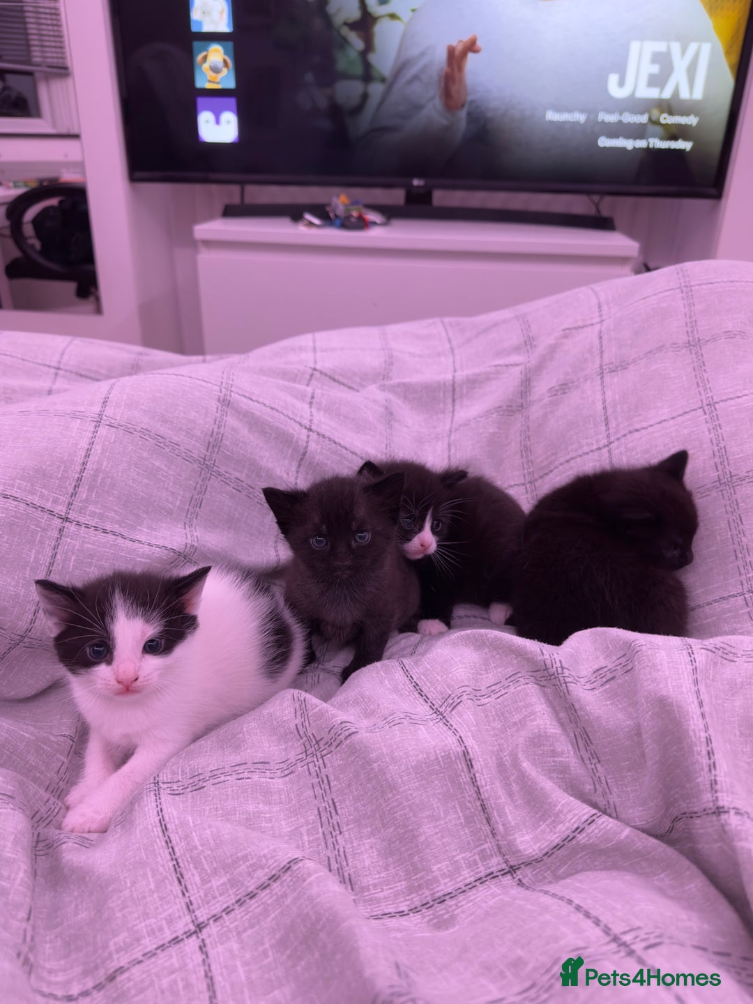 British Shorthair cats for sale: Healthy 8-Week-Old Kittens – Loving Homes Only - Advert 6