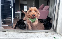 Cockapoo dogs for sale: 5 black cockapoos - Image 16