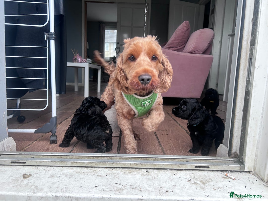 Cockapoo dogs for sale: 5 black cockapoos - Image 16