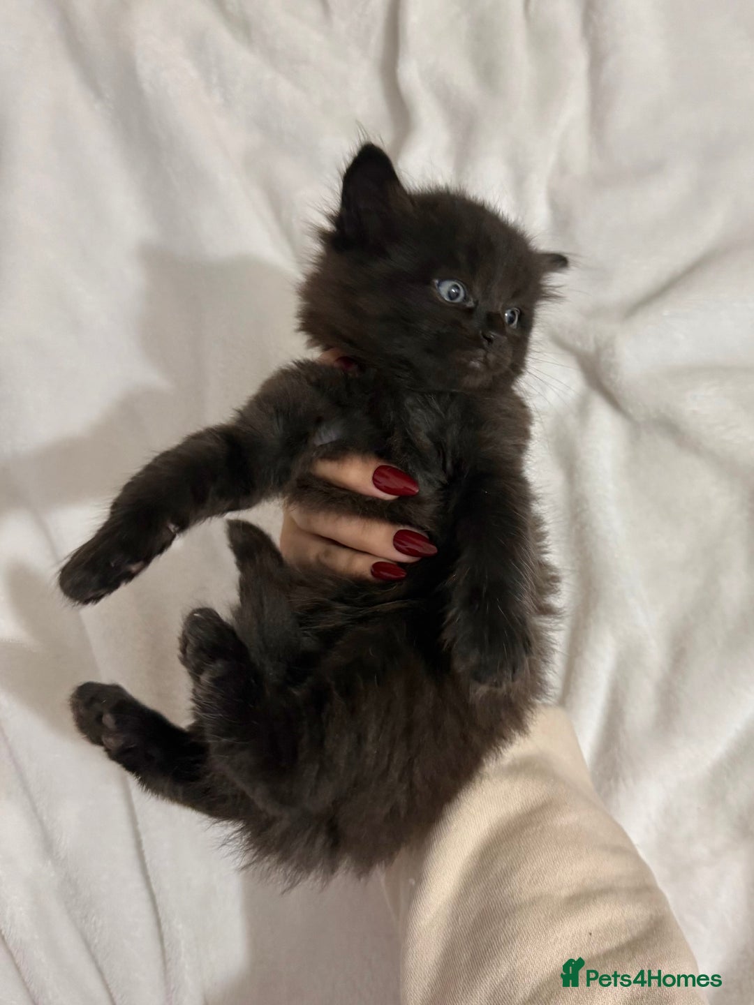 Ragdoll cats for sale: Ragdoll Mix Litter - Advert 7