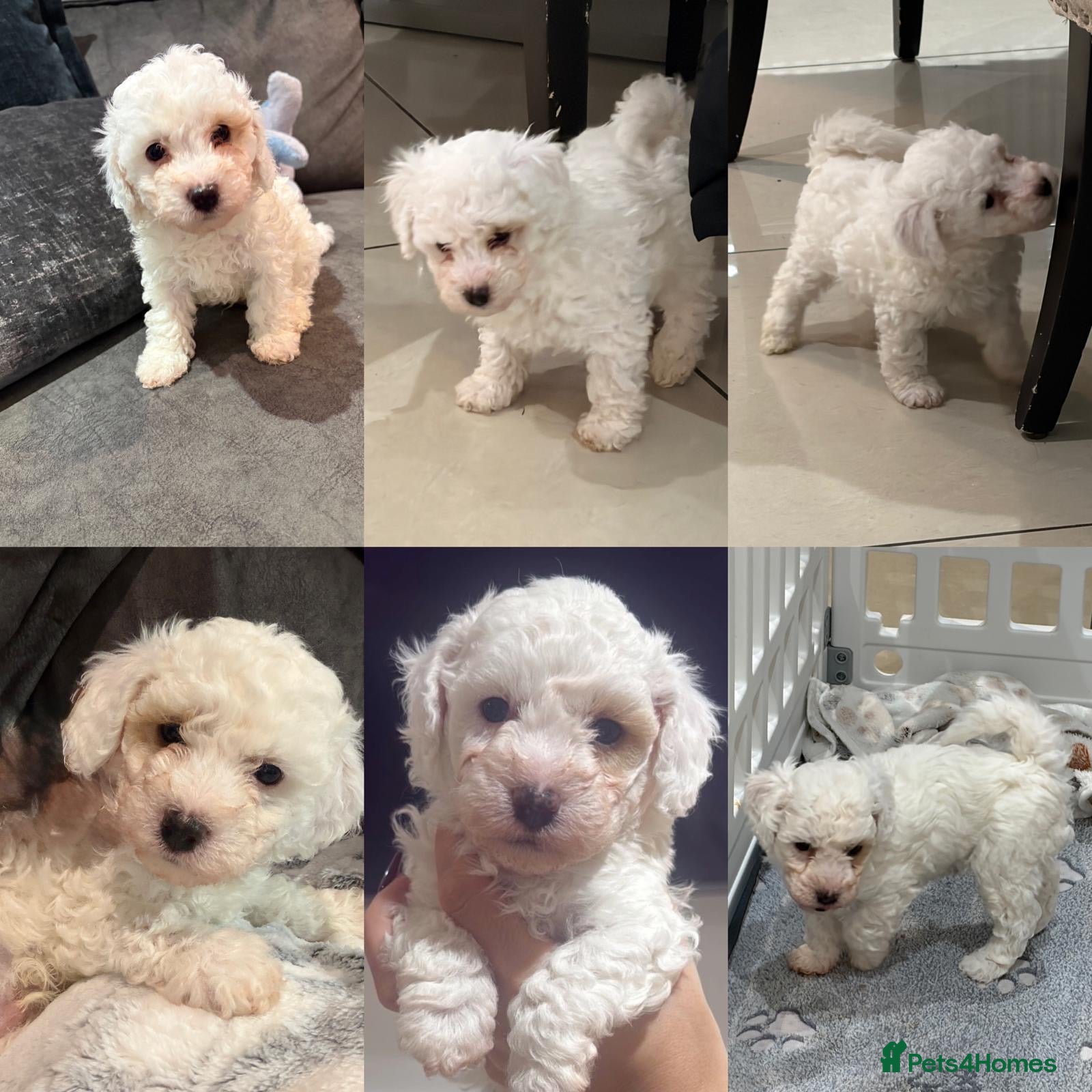 Maltipoo dogs 1 x male teddy maltipoos  - Advert 3