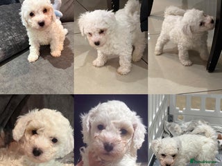 Maltipoo dogs 1 x male teddy maltipoos - Advert 3