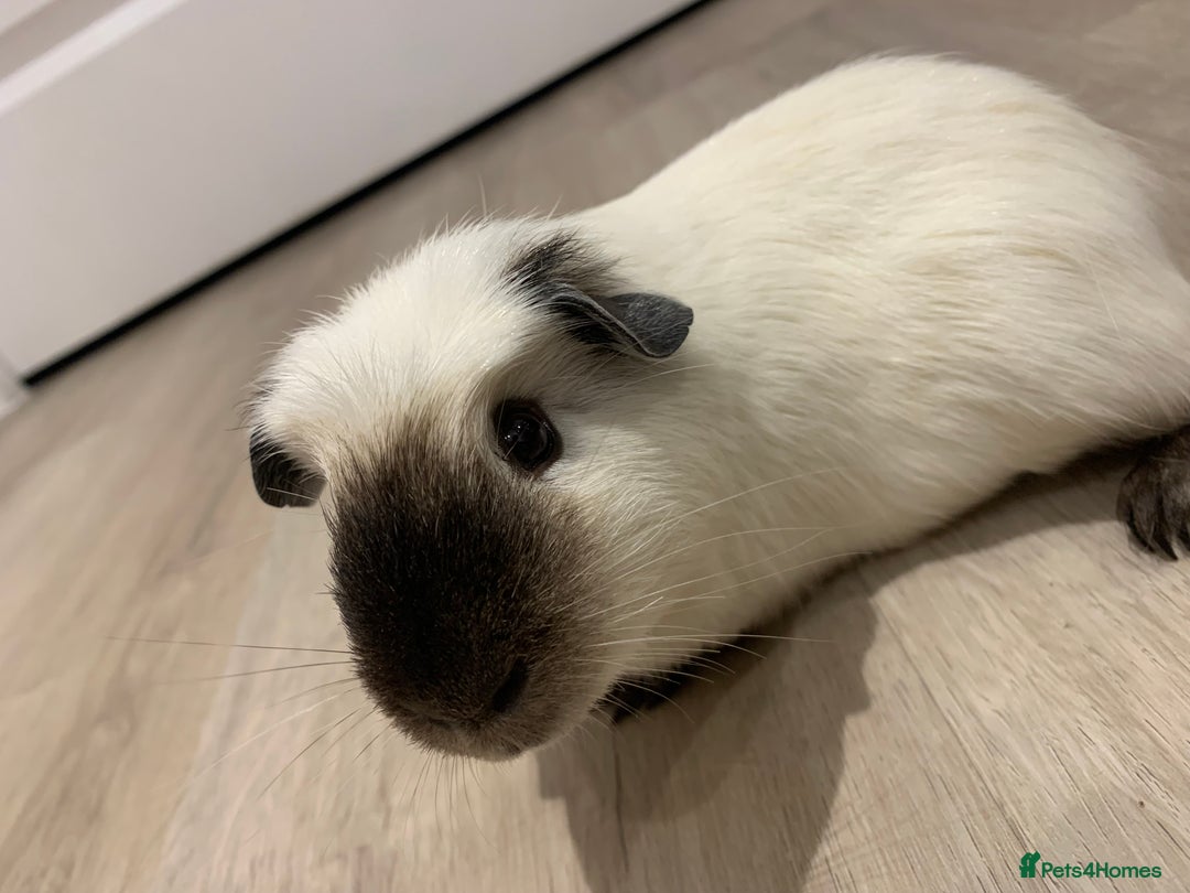 Guinea Pig rodents for sale: Re-Homing Two Young Guinea - Advert 6